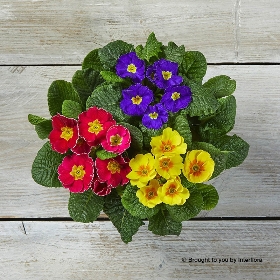 Radiant Primula Hatbox